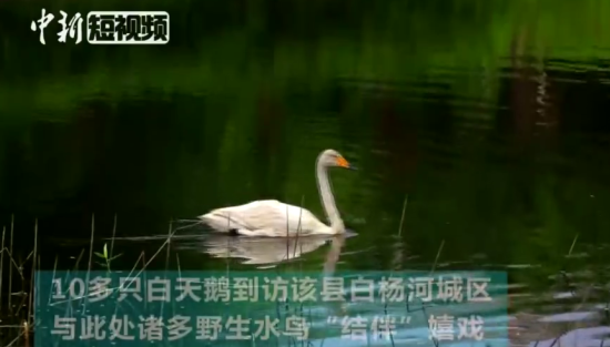 十多只白天鹅夏日结伴“落户”新疆托克逊