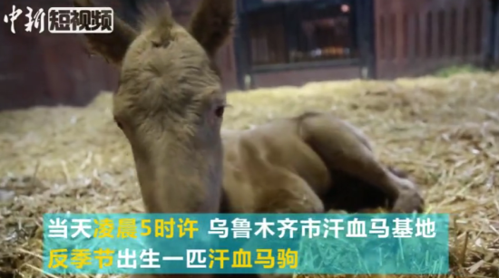 新疆反季节出生汗血马驹 家族血统高贵颜值更高