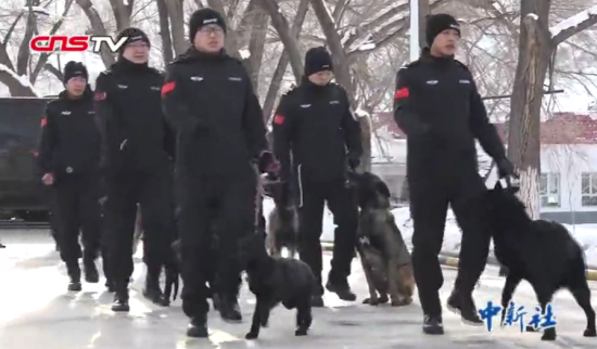 新疆21头警犬年度考核 考“职称”选“专业”