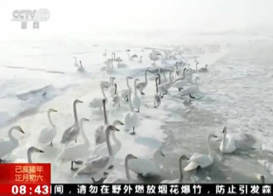 新疆湿地看天鹅 浪漫画卷饱眼福