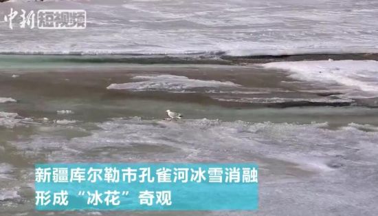 新疆库尔勒孔雀河现500多米“冰花”奇观