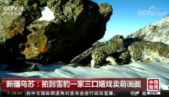 新疆乌苏拍到雪豹一家三口嬉戏卖萌画面