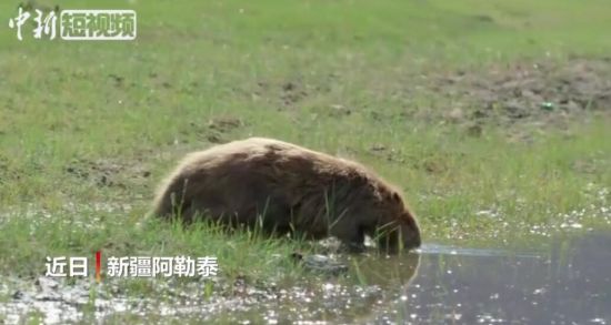 河狸误入废弃农用渠 救助人员蹲守22天成功营救