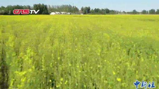 油菜花向阳花带动赏花热 新疆乌尔禾“吃鲜花饭”助当地居民增收
