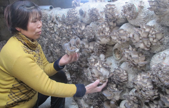 第八师一四三团十八连女职工李英冬闲培育食用菌增收