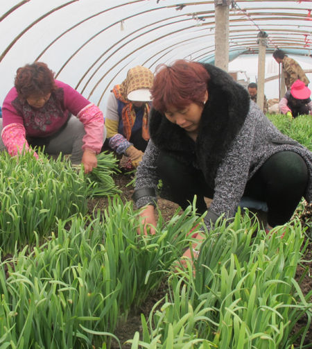 “韭菜之乡”一四三团园艺四连早春头茬韭菜收割上市