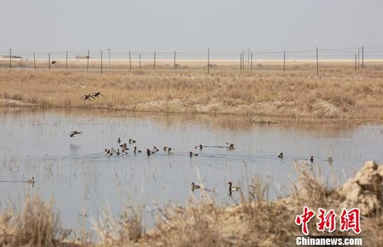 新疆塔克拉玛干沙漠边缘湿地成野生飞鸟乐园
