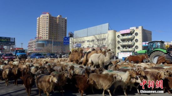 新疆北部牧民春季转场从城市穿过