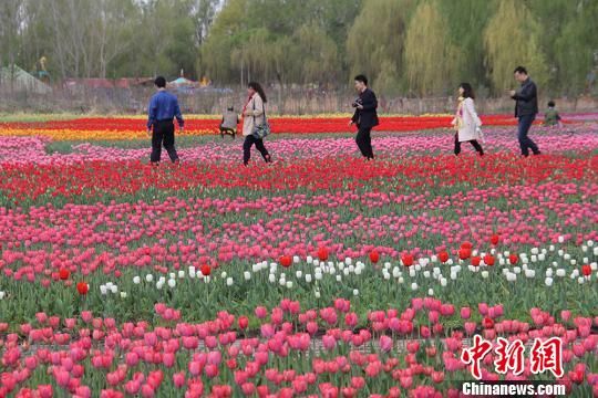 新疆五家渠近200万株郁金香绽放迎客