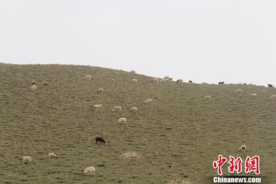 新疆昆仑山海拔3000米处牛羊满山坡