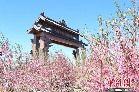 五月中旬新疆乌鲁木齐周边万亩桃园花开正艳
