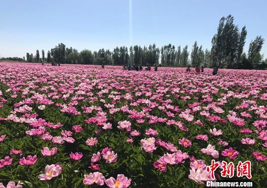 新疆兵团北部团场牡丹芍药绽放成“花海”