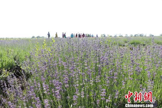 新疆兵团农场薰衣草、油菜花大面积盛放迎客