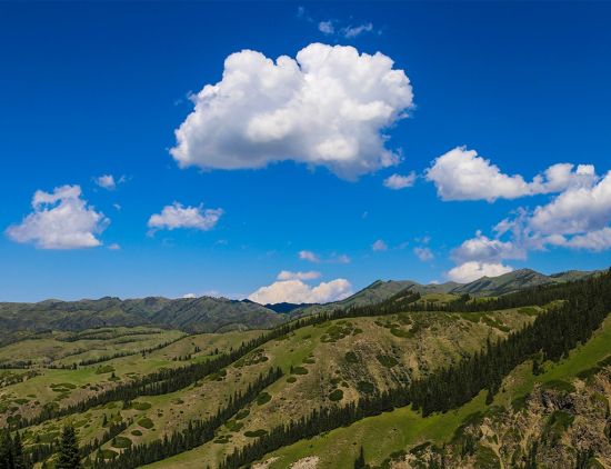 盛夏新疆精河林场风景如画惹人醉