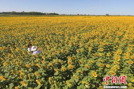 新疆兵团北部13万亩向日葵怒放