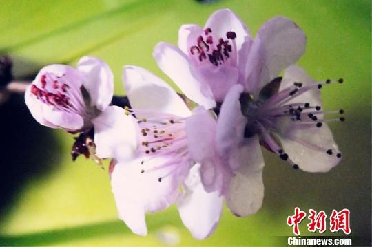 新疆南部万绿竞发露春色