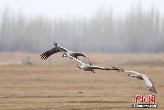 新疆哈巴河湿地汇集千只蓑羽鹤
