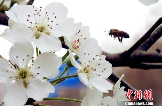 新疆沙漠边城百万亩梨花绽放 呈缤纷世界
