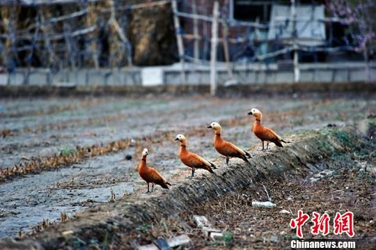 新疆塔里木垦区生态环境改善 成野生鸟类栖息乐园