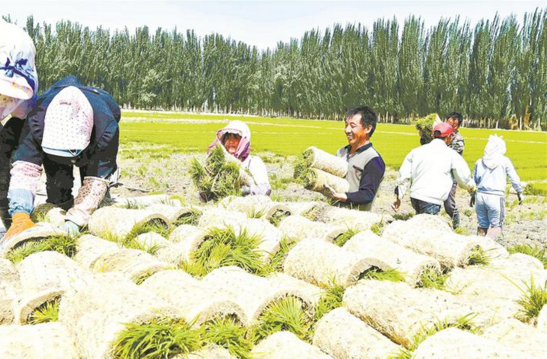 阿拉尔垦区12.9万亩水稻栽插