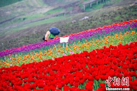 新疆奇台江布拉克景区150万株郁金香绽放