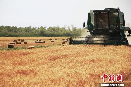 新疆南部冬小麦有序收割确保颗粒归仓