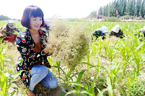 第二师二十一团茴香喜获丰收