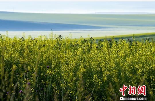 新疆昭苏62万亩油菜花盛开如“金色海洋”延伸到云端