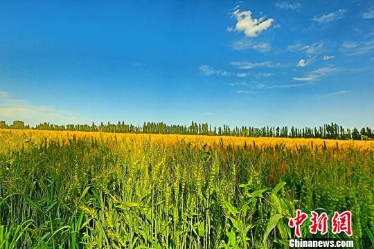 新疆焉耆将迎小麦收获季 金色麦田展绚丽丰收色彩