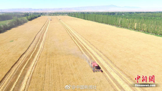 满眼金黄!航拍8万亩小麦开镰收割
