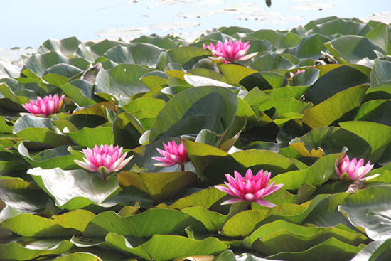 一八五团白沙湖睡莲花开迎客来