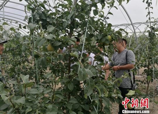 山西玉露香梨在新疆北部高寒地区成功种植