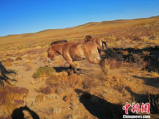 新疆15匹野马成功回归自然