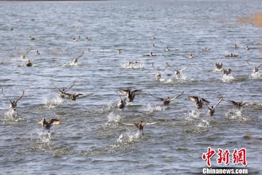 新疆博斯腾湖冬日生态美 水鸟翩翩来(组图)