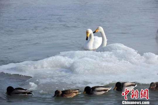 天鹅白鹭等珍禽“飞入寻常百姓家”