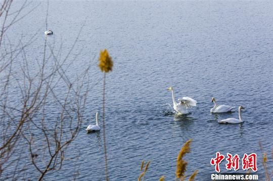 新疆库尔勒180余只天鹅“移居”至杜鹃河下游