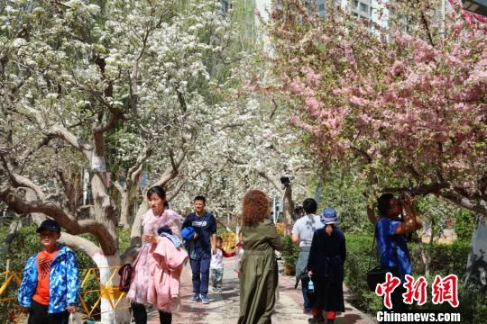 新疆库尔勒百万亩梨花绽放 数万游客踏青赏花