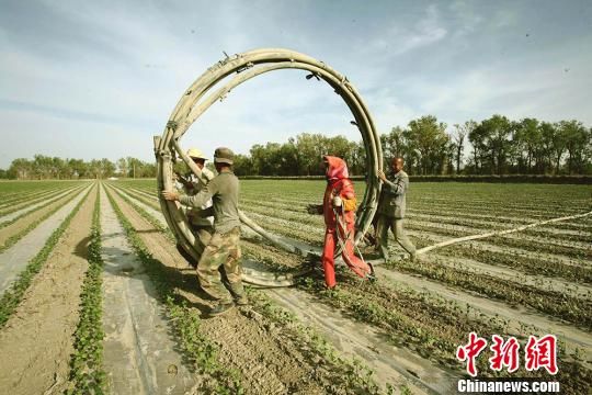 航拍新疆兵团广袤棉田抗旱加压节水管网铺设 场面壮观