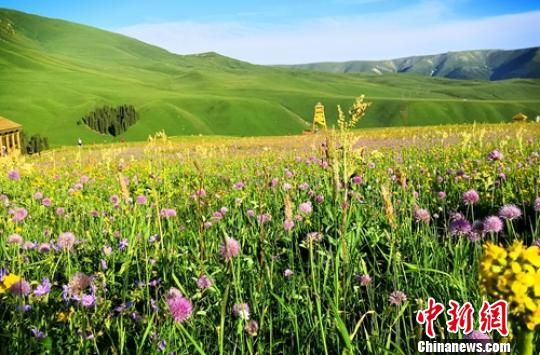 新疆和静山花竞相绽放 宛如仙境