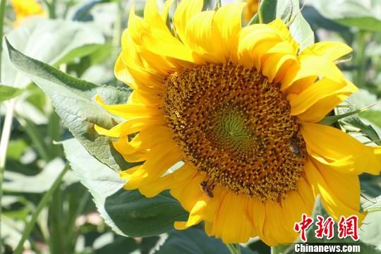 新疆兵团团场8万亩葵花绽放 吸引参观者