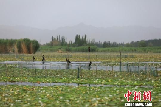 赏睡莲看水鸟 七月新疆博斯腾湖风光正好