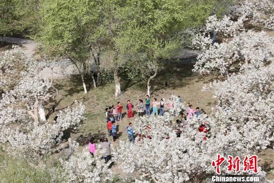 新疆天山南麓万亩梨花绽放蜂飞蝶舞春意浓