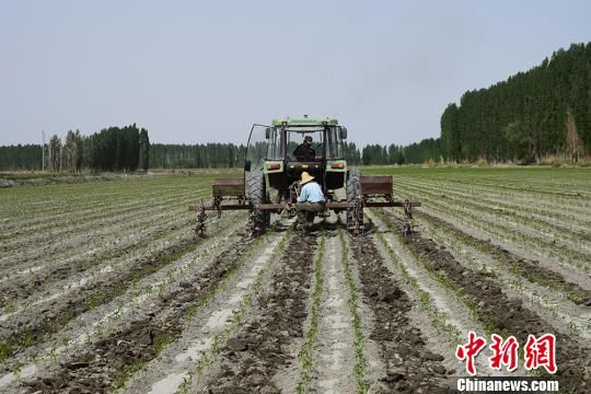 新疆兵团职工与农机结缘成当地行业“领军人”