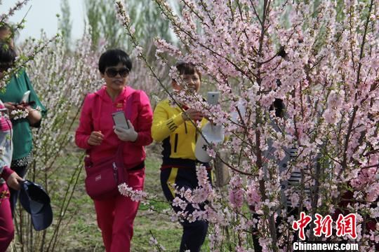 新疆兵团团场举办第二届梅花节发展春季旅游(图)