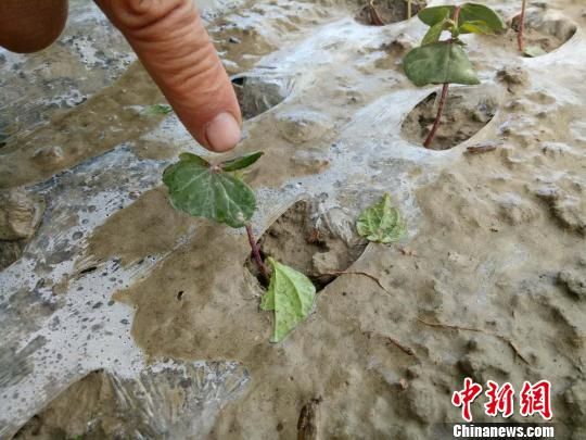 新疆兵团第二师二十九团遭冰雹暴雨袭击农作物受灾严重