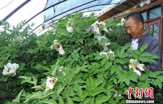 新疆兵团“痴花匠”9年坚持让“花中二绝”在边陲葳蕤成园