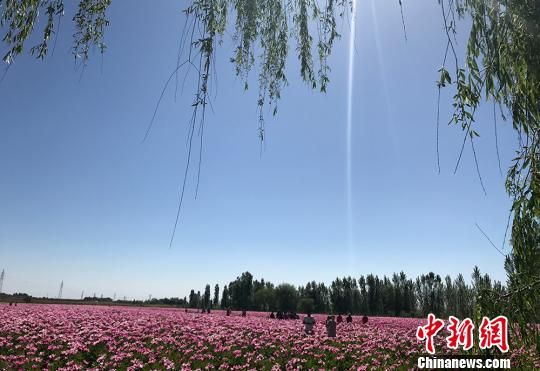 新疆兵团北部团场牡丹芍药绽放成“花海”