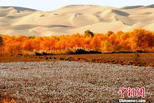 新疆兵团农场两大沙漠夹缝中持续植树造林改善生态环境