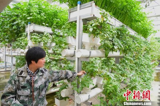 “90后”担起田间大任 新疆兵团为年轻人搭建成长平台