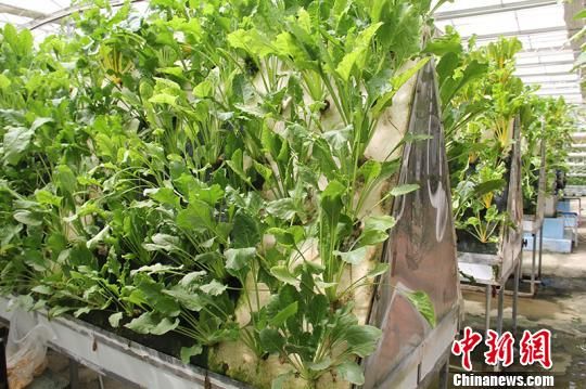新疆兵团推进农业绿色发展
